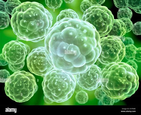 Living Organisms Pictures, Images and Stock Photos.